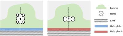 Enzyme immobilization studied through molecular dynamic simulations